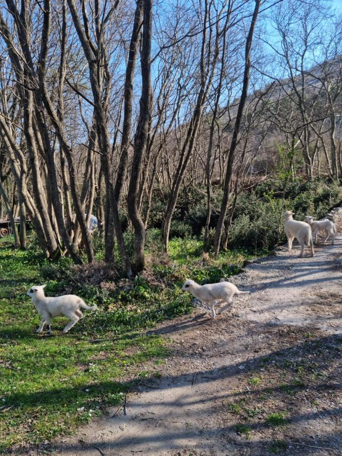 Wolf & Sheep Nature & Adventure Ποντγορίτσα Εξωτερικό φωτογραφία
